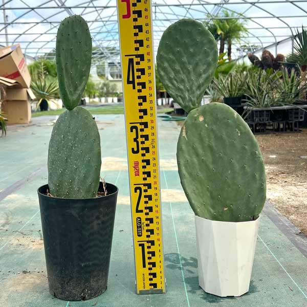 ウチワサボテン サボテン ドライガーデン : LeaMalapua - 通販