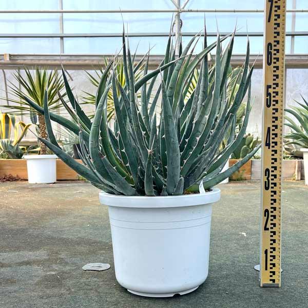 アガベ キシロナカンサ 新築祝い ドライガーデン ロックガーデン