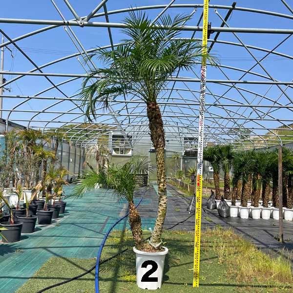 ココスヤシ　双子　【3本立】葉先130cm 幹回り45cm 幹高15cm 【8】 ココスヤシ 双子 【3本立】葉先130cm 幹回り45cm 幹高15cm 【8】