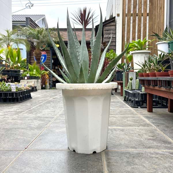特大　アガベ ベネズエラ お祝 新築祝い 開店祝い 記念樹 ドライガーデン アガベ ベネズエラ 新築祝い ドライガーデン : LeaMalapua