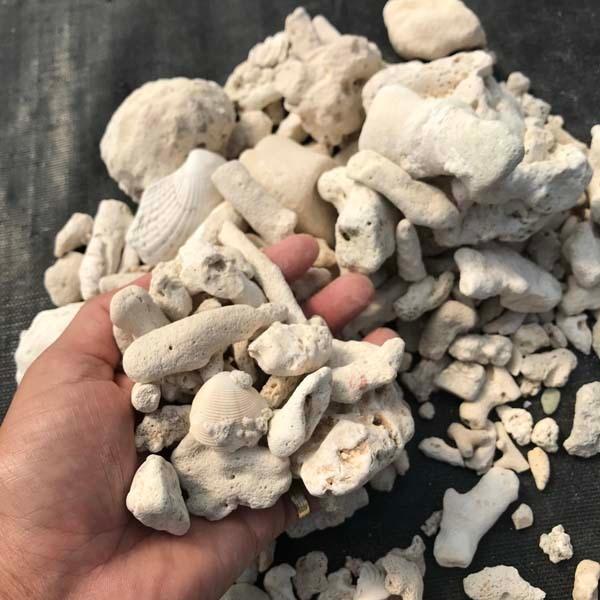 サンゴ砂利 14kg 珊瑚 化粧石 マルチング 石 : LeaMalapua - 通販