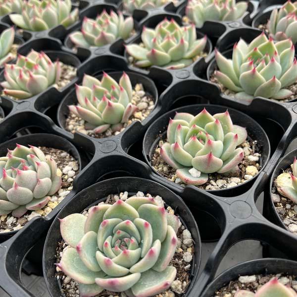 多肉植物 苗 桃太郎 モモタロウ 多肉 エケベリア : LeaMalapua