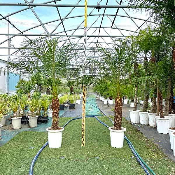 ヤシの木 フェニックス ロベレニー 約130cm 8号 パームツリー Amazon｜ロベヤシ フェニックス・ロベレニー ヤシ ヤシの木