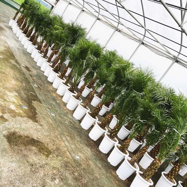 フェニックス・ロベリニー ヤシ ヤシの木 パームツリー 椰子