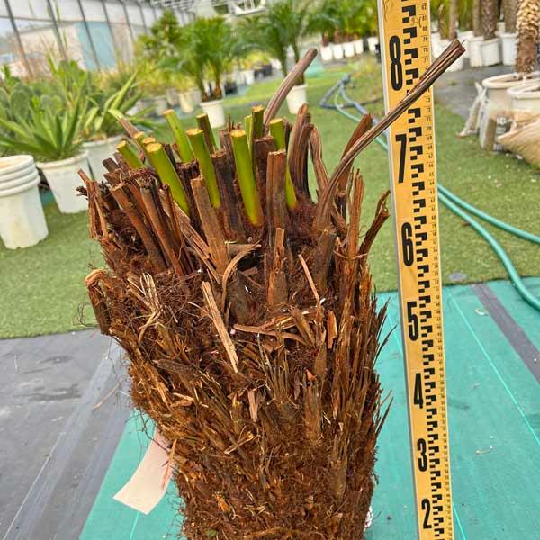 ディクソニア・アンタルクティカ ヘゴシダ ベアルート 観葉植物