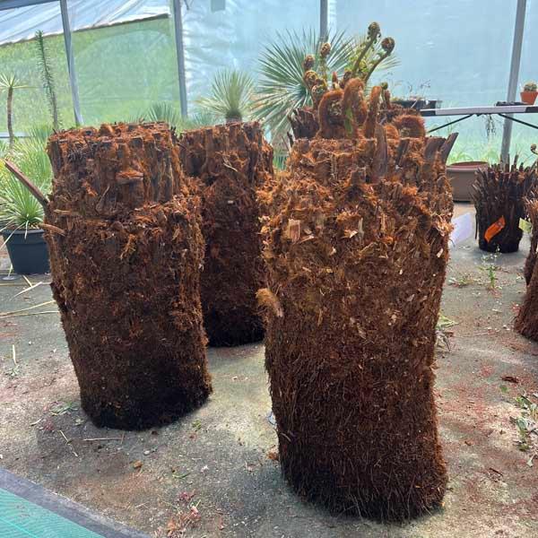 ディクソニア・アンタルクティカ ヘゴシダ ベアルート 観葉植物