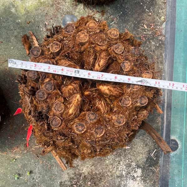 ディクソニア・アンタルクティカ ヘゴシダ ベアルート 観葉植物 お祝