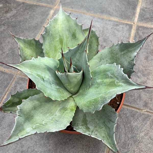 アガベ Agave オバティフォリア アイスハート お祝 新築祝い 開店祝い
