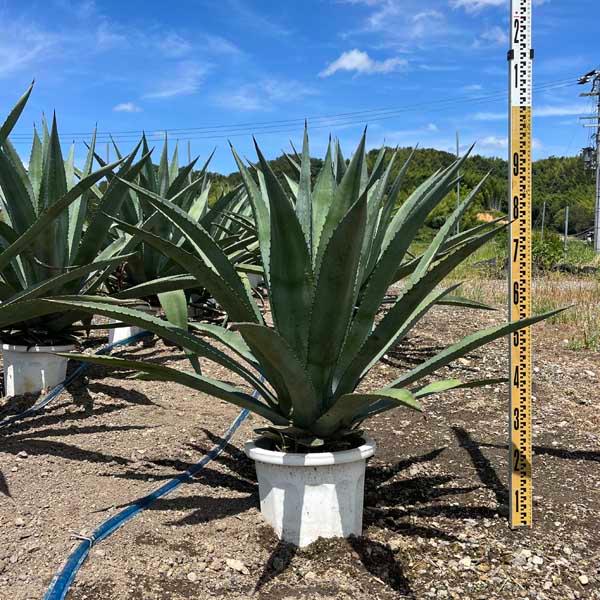 アメリカーナ リュウゼツラン アガベ アオノリュウゼツラン 観葉植物