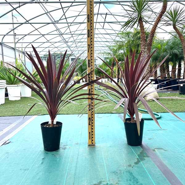 2026年3月】コルジリネ（観葉植物）のおすすめ人気ランキング - Yahoo