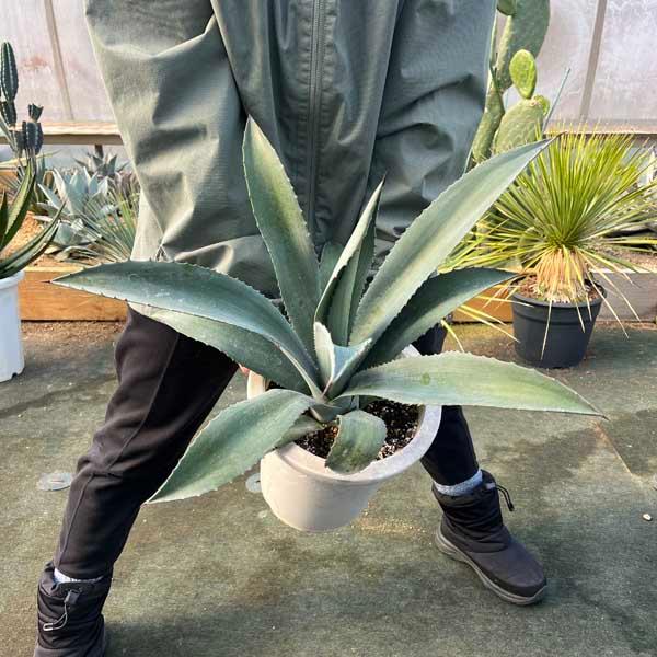 アメリカーナ リュウゼツラン アガベ アオノリュウゼツラン 観葉植物 お祝 新築祝い 開店祝い シンボルツリー 記念樹 ドライガーデン（Yahoo!・LeaMalapua）