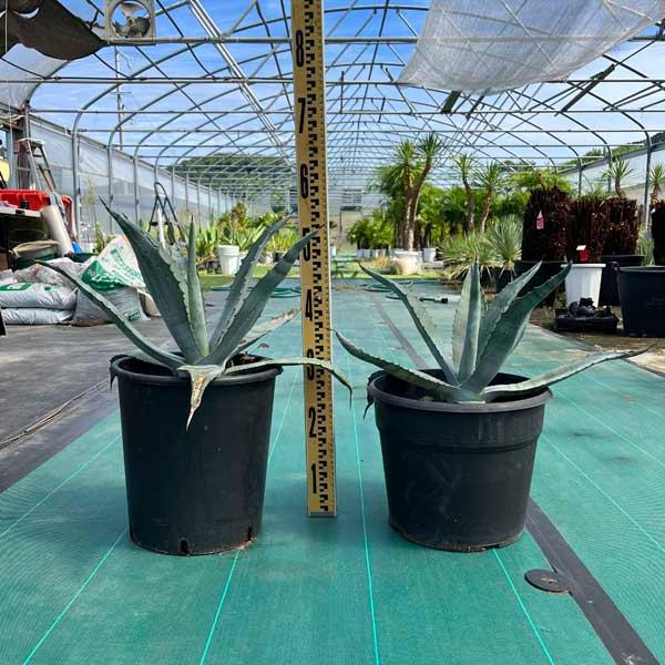 アメリカーナ リュウゼツラン アガベ アオノリュウゼツラン 観葉