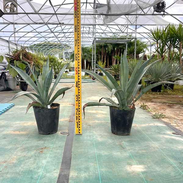 アメリカーナ リュウゼツラン アガベ アオノリュウゼツラン 観葉植物