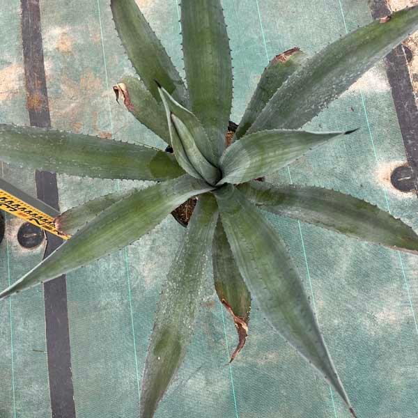 アメリカーナ リュウゼツラン アガベ アオノリュウゼツラン 観葉植物