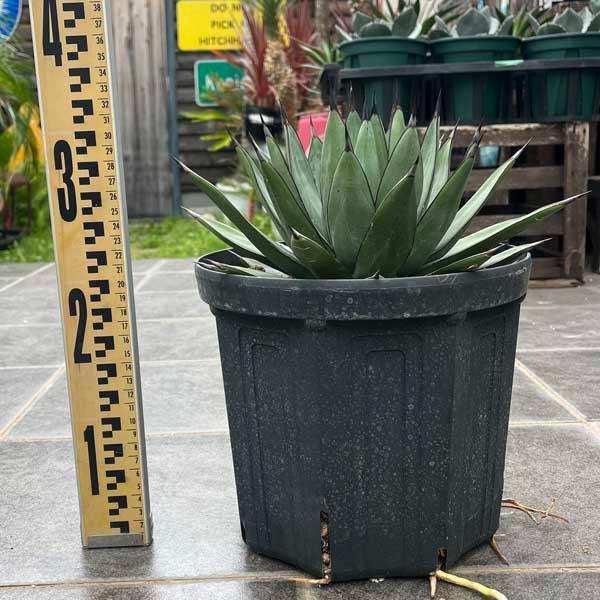 アガベ　リトルシャーク　特選株　球体　ドライガーデン　カクタス　大株　50cm アガベ リトルシャーク Little Shark 新築祝い ドライガーデン