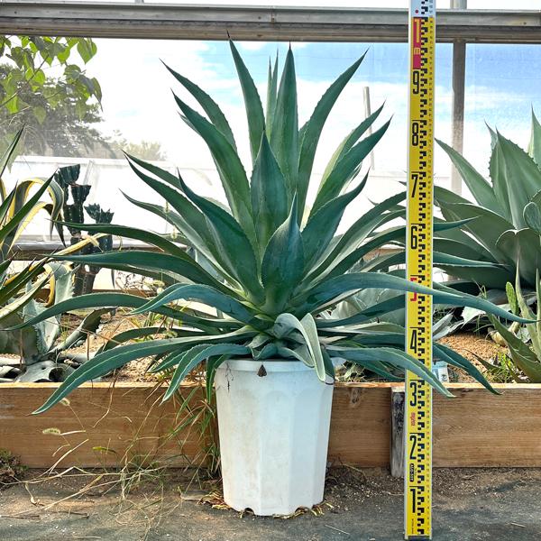 特大　アガベ ベネズエラ お祝 新築祝い 開店祝い 記念樹 ドライガーデン 特大 アガベ ベネズエラ 新築祝い ドライガーデン : LeaMalapua - 通販