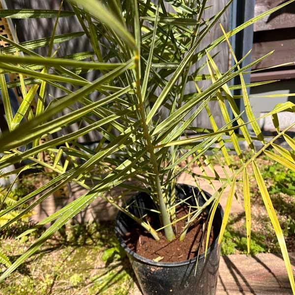 ナツメヤシ デーツ ヤシの木 パームツリー 観葉植物 お祝 新築祝い