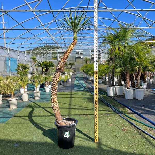 アロイフォリア ユッカ・アロイフォリア 観葉植物 お祝 新築祝い アロイフォリア ユッカ・アロイフォリア 観葉植物 お祝 新築祝い