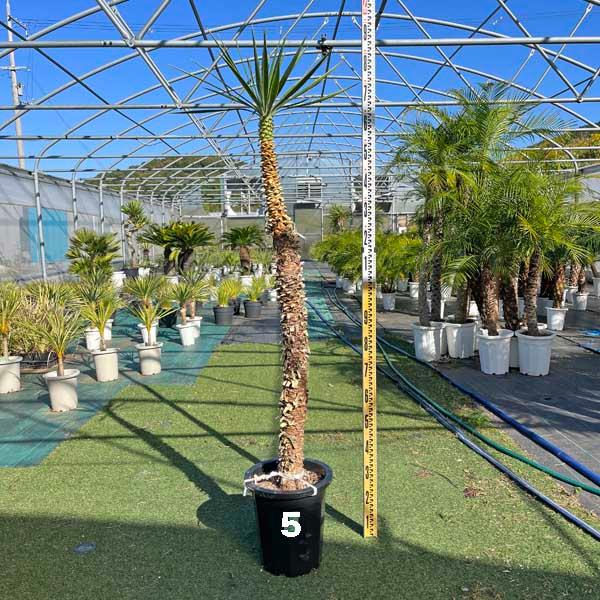 アロイフォリア ユッカ・アロイフォリア 観葉植物 お祝 新築祝い 開店