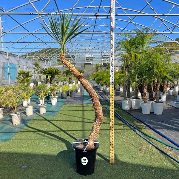 アロイフォリア ユッカ・アロイフォリア 観葉植物 お祝 新築祝い