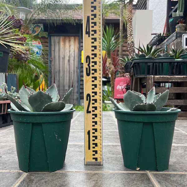 アガベ☆ パリー・トランカータ 実生株 特大株 　ドライガーデンにオススメ アガベ☆ パリー・トランカータ 実生株 特大株 ドライガーデンに