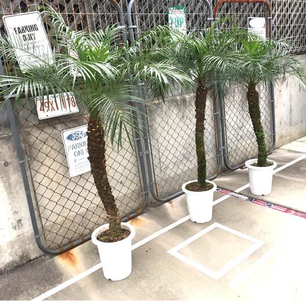 ロベヤシ フェニックス ロベリニー ヤシ ヤシの木 パームツリー ロベ 観葉植物 新築祝い 開店祝い 9号 140cm 150cm シンボルツリー 記念樹 Taniku34 Leamalapua 通販 Yahoo ショッピング