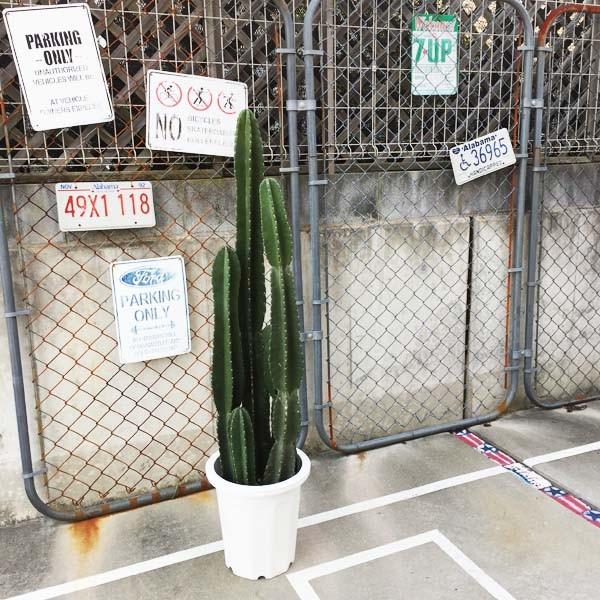 5頭立ち サボテン 柱サボテン 鬼面角 サボテン 多肉植物 尺鉢 10号