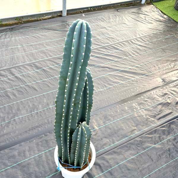 サボテン 柱サボテン トゲなし 10号 140cm-150cm ドライガーデン