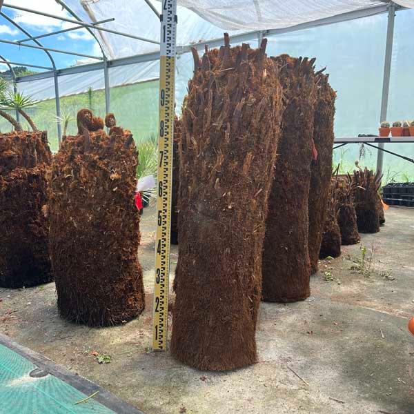 ディクソニア・アンタルクティカ ヘゴシダ ベアルート 観葉植物 お祝