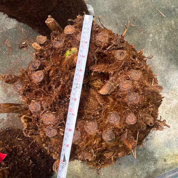 ディクソニア・アンタルクティカ ヘゴシダ ベアルート 観葉植物 お祝