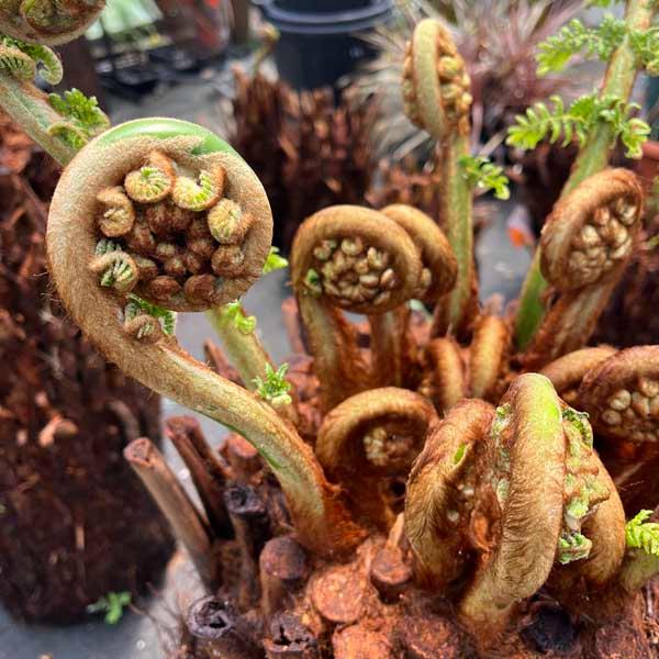 ディクソニア・アンタルクティカ ヘゴシダ ベアルート 観葉植物