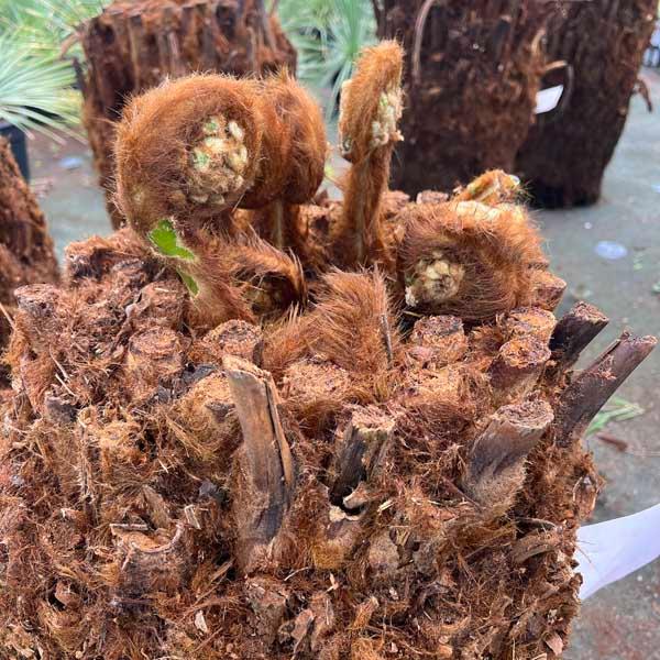 ディクソニア・アンタルクティカ ヘゴシダ ベアルート 観葉植物 お祝