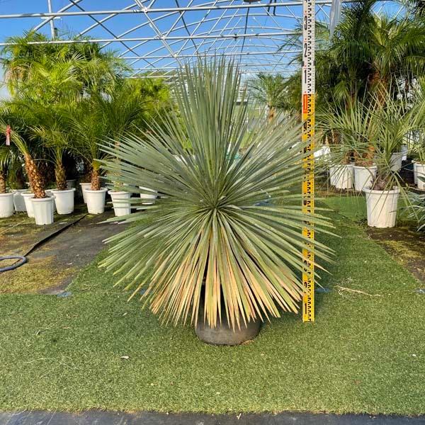 ロストラータ ユッカ・ロストラータ ブルースワン 観葉植物 お祝 新築