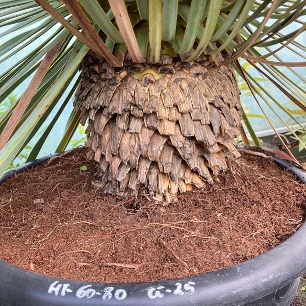 ロストラータ ユッカ・ロストラータ ブルースワン 観葉植物 お祝