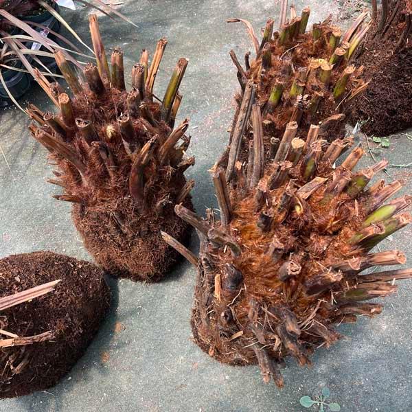 ベアルート　ディクソニア　シダ植物 ベアルート ディクソニア シダ植物 ベアルート ディクソニア