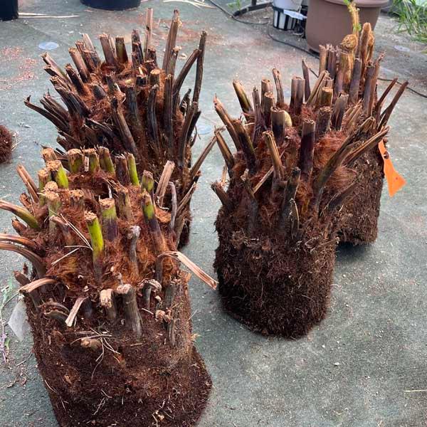 ディクソニア・アンタルクティカ ヘゴシダ ベアルート 観葉植物 お祝