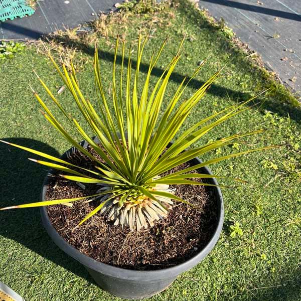 希少 ロストラータ ユッカ・ロストラータ ブルースワン 観葉植物 希少 ロストラータ ユッカ・ロストラータ ブルースワン 観葉植物