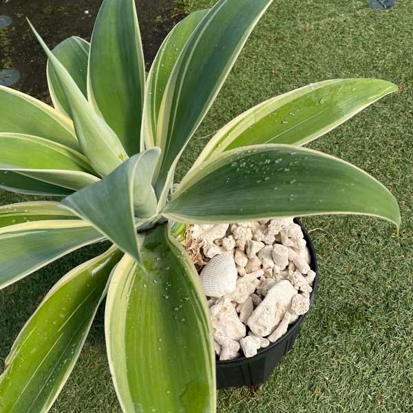 サンゴ砂利 3.5kg 珊瑚 化粧石 マルチング 石 : LeaMalapua - 通販