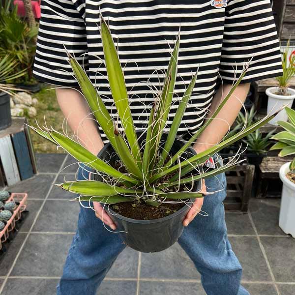 ユッカ・カルネロサーナ 観葉植物 お祝 新築祝い 開店祝い シンボル