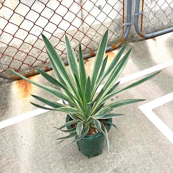 ユッカ・ゴールデンソード 観葉植物 お祝 新築祝い 開店祝い シンボル