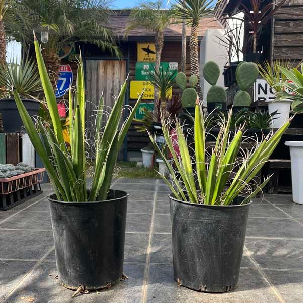 ユッカ・カルネロサーナ 観葉植物 お祝 新築祝い 開店祝い ユッカ・カルネロサーナ 観葉植物 お祝 新築祝い 開店祝い