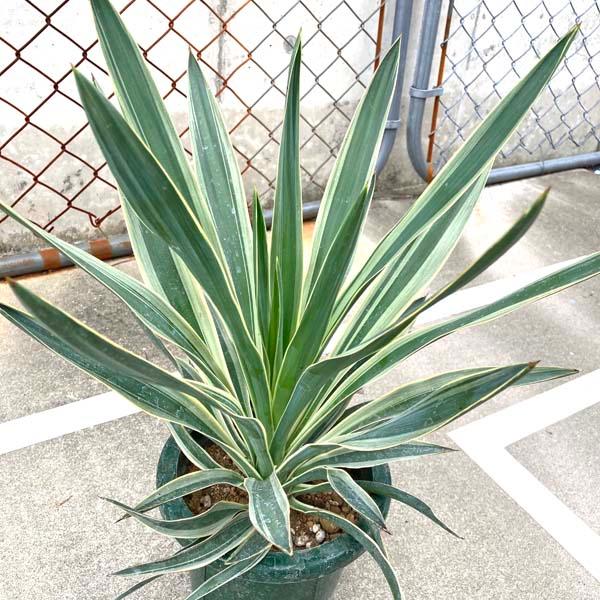 ユッカ・ゴールデンソード 観葉植物 お祝 新築祝い 開店祝い シンボル
