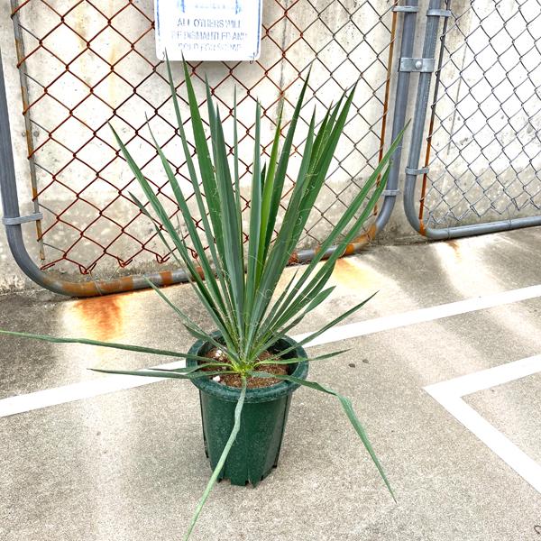 ユッカ・フィラメントーサ 観葉植物 お祝 新築祝い 開店祝い
