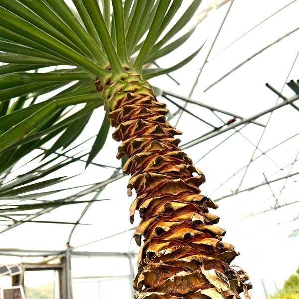 アロイフォリア ユッカ・アロイフォリア 観葉植物 お祝 新築祝い