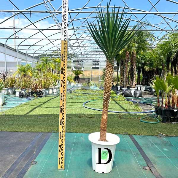 アロイフォリア ユッカ・アロイフォリア 観葉植物 お祝 新築祝い