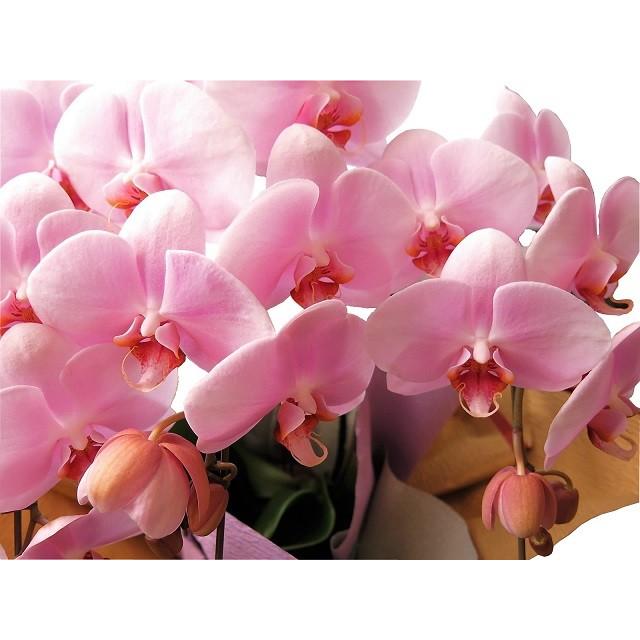 特価ブログ 胡蝶蘭 ピンク 母の日 鉢植え ピンクの胡蝶蘭 大阪販売店 Ssl Daikyogo Or Jp