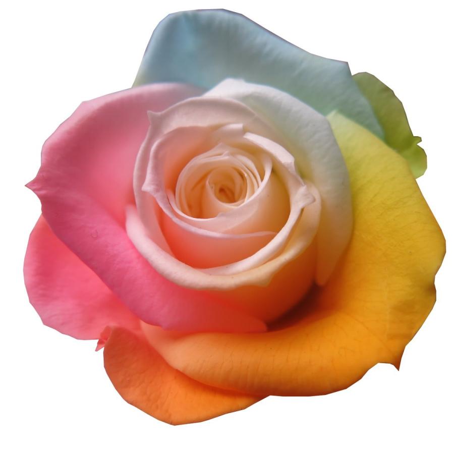 フラワーガーデンリーブスプリザーブドフラワー 資材 レインボーローズ 3輪セット販売 こちらの商品は