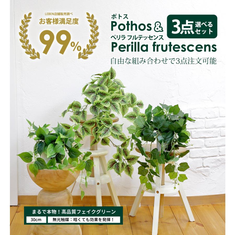 リーベン ポトス[斑入り/斑無し] / ぺリラフルテッセンス 選べる3点