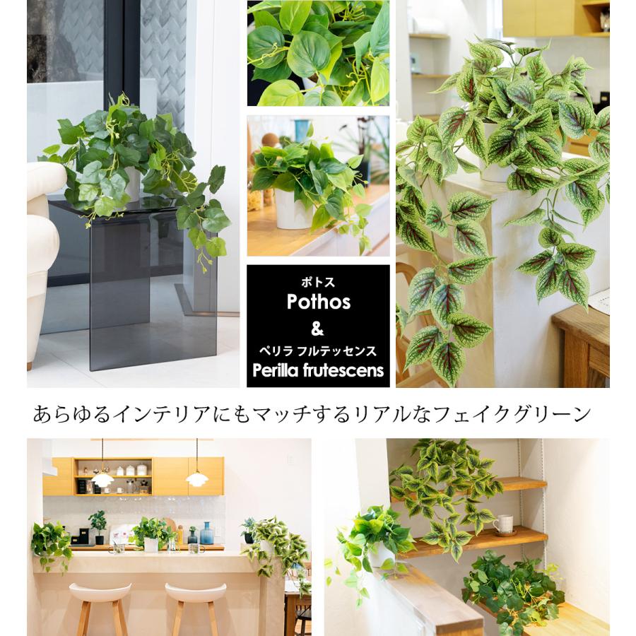 リーベン ポトス[斑入り/斑無し] / ぺリラフルテッセンス 選べる3点