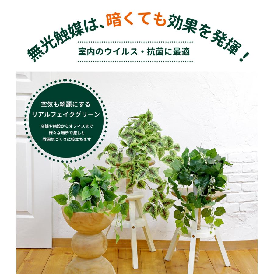 リーベン ポトス[斑入り/斑無し] / ぺリラフルテッセンス 選べる3点